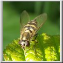 Parasyrphus punctulatus - Blattlausschwebfliege w04.jpg